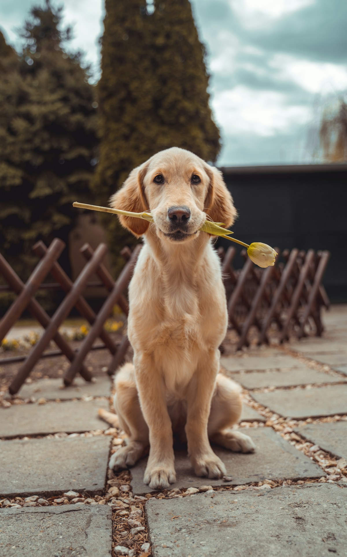 Mascota